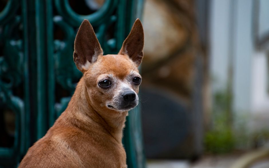 A detailed close-up portrait of a Chihuahua dog with an alert expression.