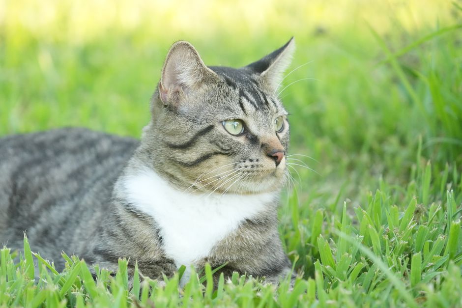 A calm tabby cat with green eyes lying in lush green grass on a sunny day.