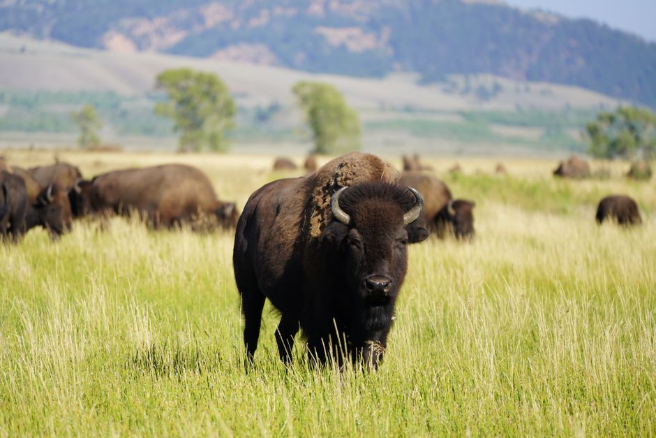 A herd of bison grazing peacefully in an open grassland with a scenic mountainous backdrop.