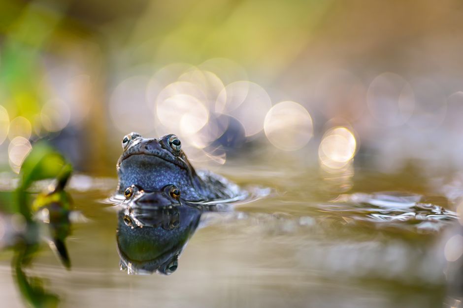 Close-up of a frog swimming with bokeh background, showcasing natural beauty.