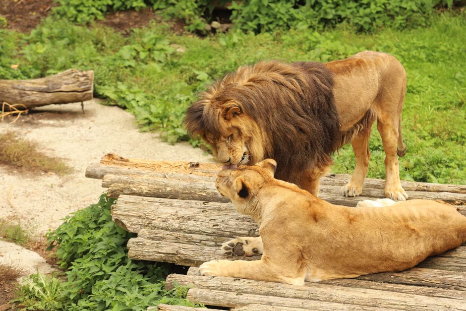 Two lions display affection on outdoor wooden platform surrounded by greenery.