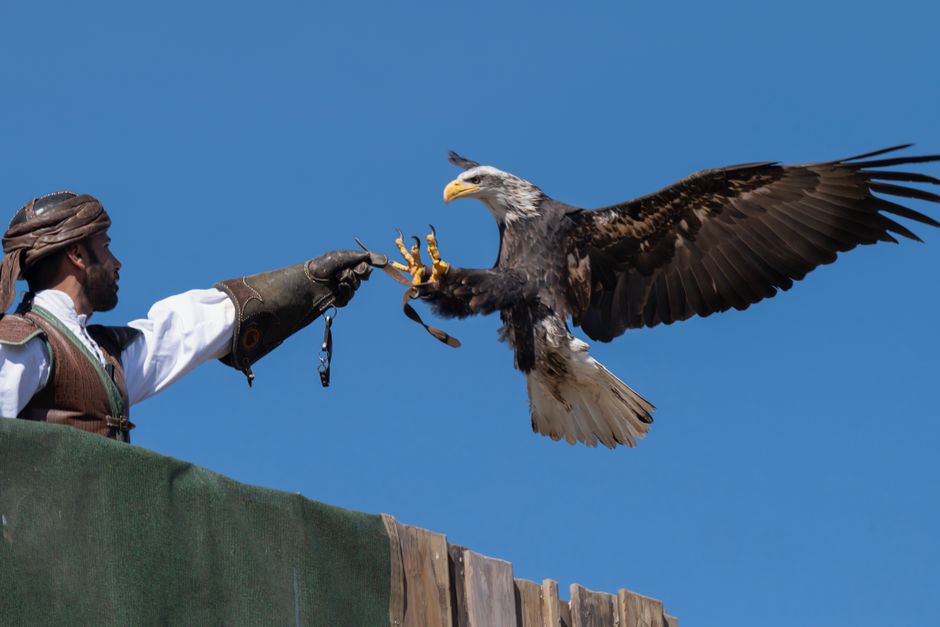 A majestic bald eagle lands gracefully on a falconer's arm against a clear blue sky in Toledo, Spain.
