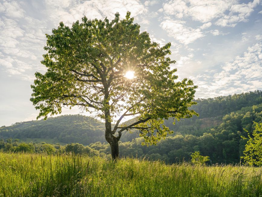A single tree stands in a lush meadow with the sun shining through. Perfect for nature themes.