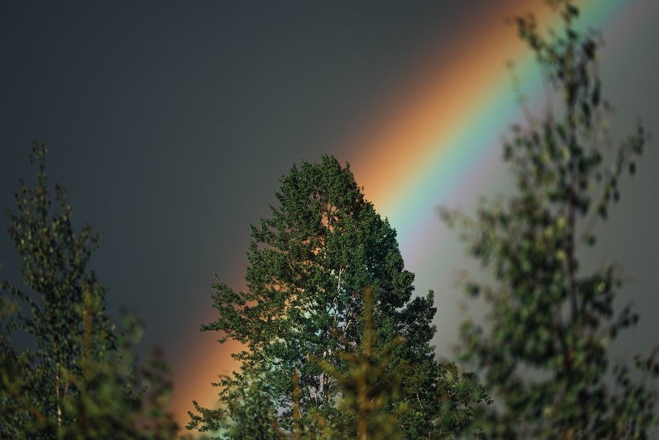 A vibrant rainbow arcs over an evergreen forest, creating a stunning natural scene.