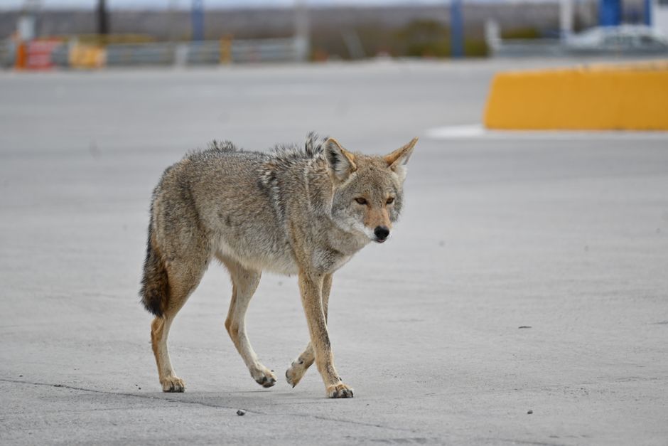 A coyote walks across an empty urban parking lot, blending wildlife with city life.