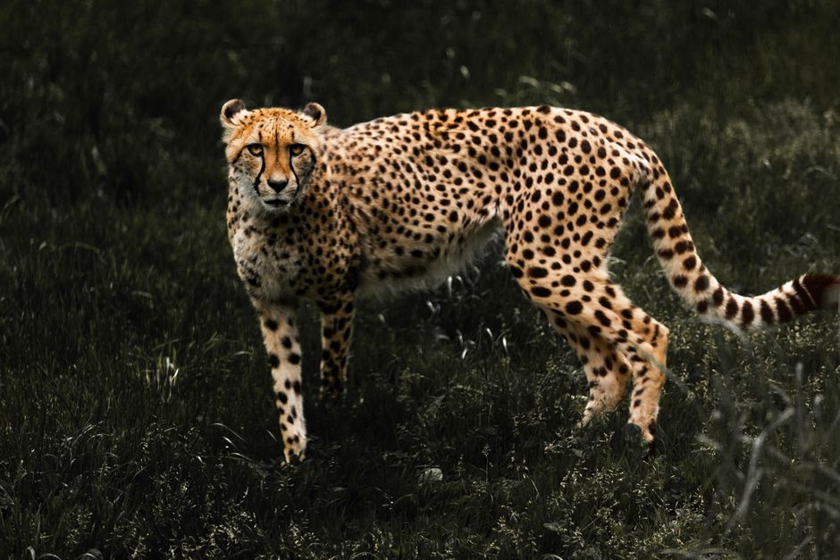 A stunning cheetah in a natural grassy habitat, showcasing its elegant stature and spotted coat.
