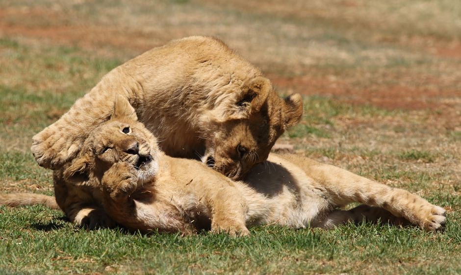 Two lion cubs playfully interacting on the grass in a natural reserve setting.