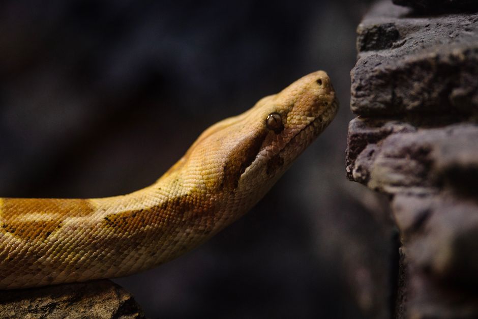 Detailed image of a boa constrictor slithering near rocks, showcasing its intricate scales and natural coloration.