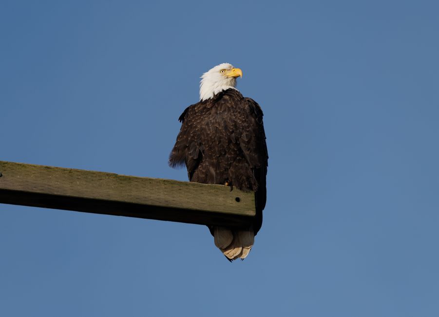 A majestic bald eagle sits atop a wooden beam, contrasting against a clear blue sky.