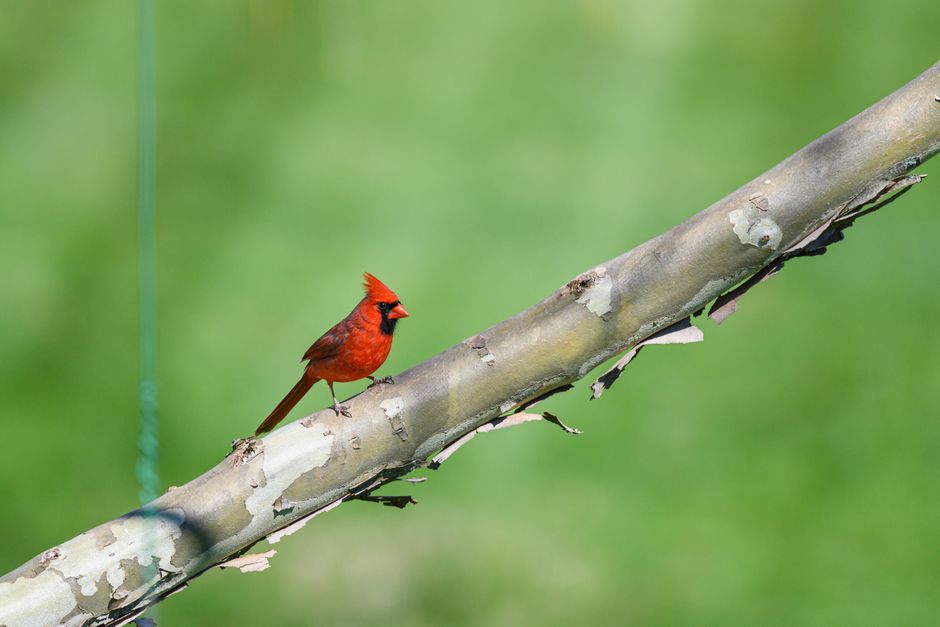 A vivid Northern Cardinal perched on a branch against a blurred green background.