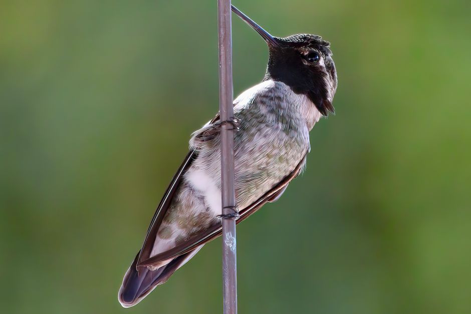 Detailed view of a perched hummingbird against a soft green background.