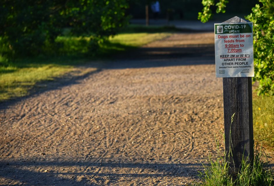 Paper sheet with information for dogs owners about restrictions during coronavirus pandemic fixed on wooden pole near pathway in green park