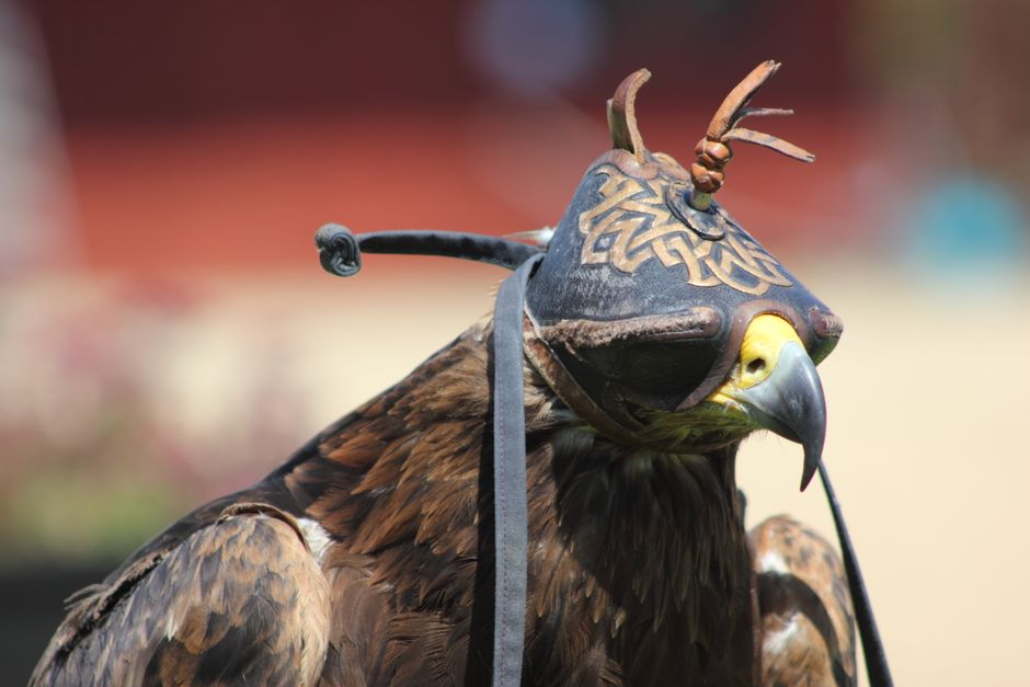 Close-up of a hooded falcon with ornate leather hood, showcasing its majestic beauty.