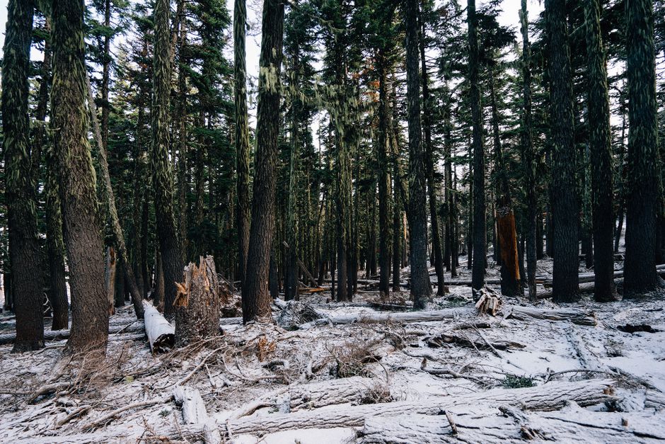 A tranquil winter forest scene with fallen trees and moss-covered trunks.
