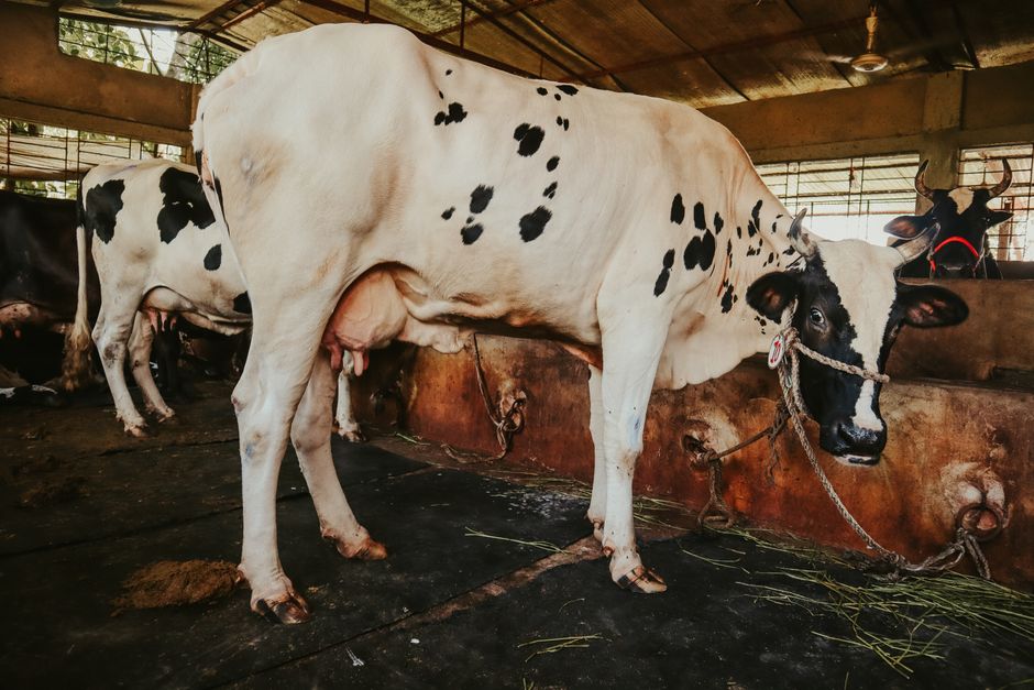 Close-up of a Holstein cow inside a barn, showcasing its distinctive black and white pattern.