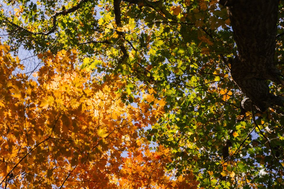 From below of tree picturesque trees with green and yellow leaves growing in park against cloudless blue sky