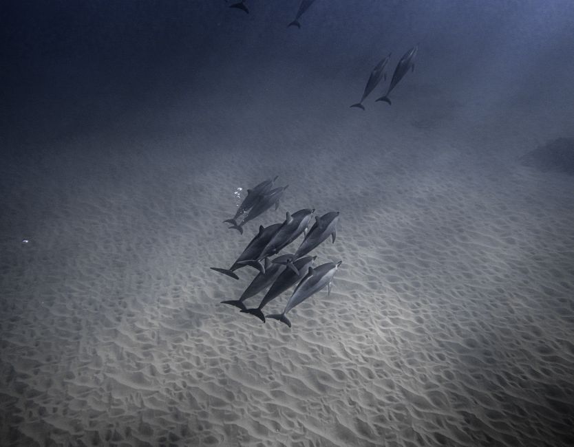 Pack of wild dolphins swimming together underwater in clear bright ocean near sandy bottom
