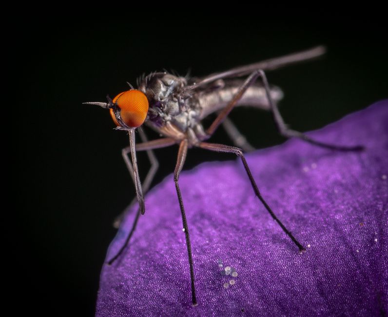 Close-up image of a fly resting on a vivid purple petal, showcasing its vibrant orange eyes.